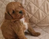 Cavapoo