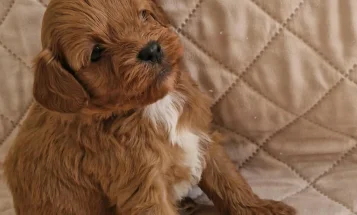 Cavapoo