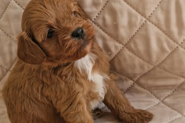 Cavapoo