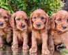 Cavapoo