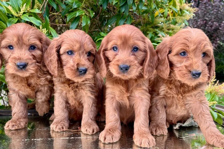 Cavapoo