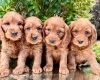 Cavapoo