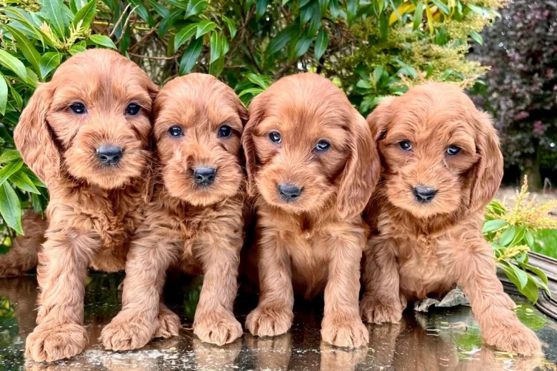 Cavapoo