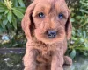 Cavapoo