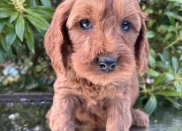 Puppy 1