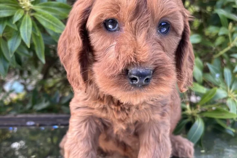 Cavapoo