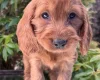 Cavapoo