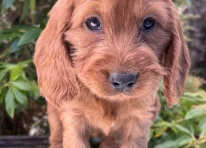 Puppy 4
