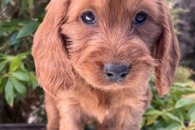 Cavapoo