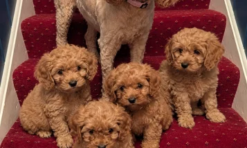 Cavapoo
