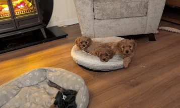 Cavapoo