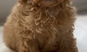 Cavapoo
