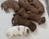 Cavapoo