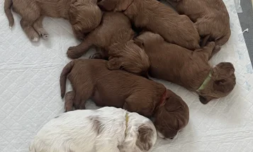 Cavapoo