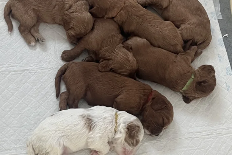Cavapoo