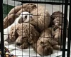Cavapoo
