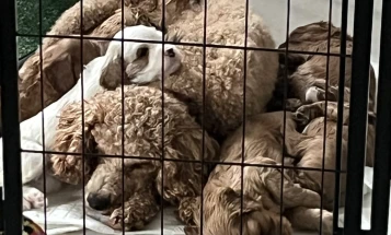 Cavapoo