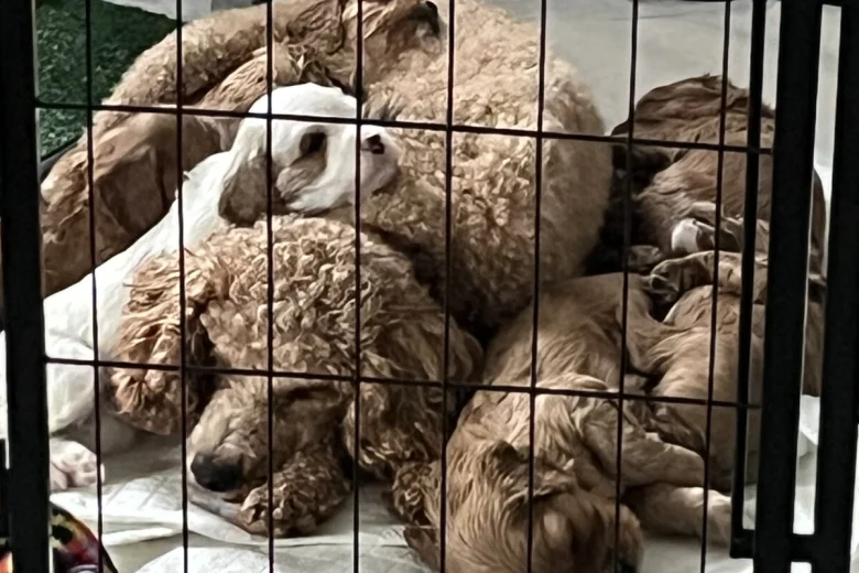 Cavapoo