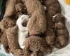 Cavapoo