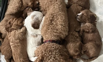 Cavapoo