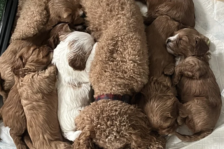 Cavapoo
