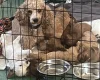 Cavapoo