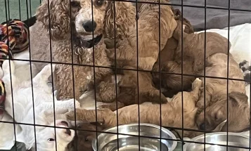 Cavapoo