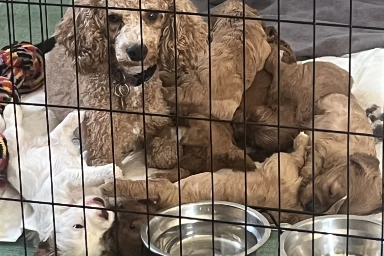 Cavapoo