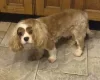 Cavapoo