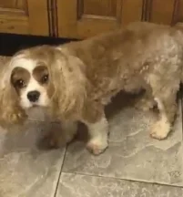 Bertie