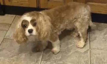 Cavapoo