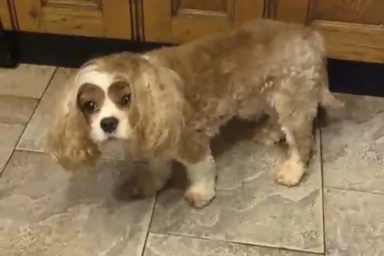 Cavapoo