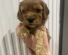 Cavapoo