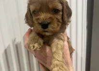Bruno