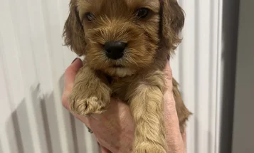 Cavapoo