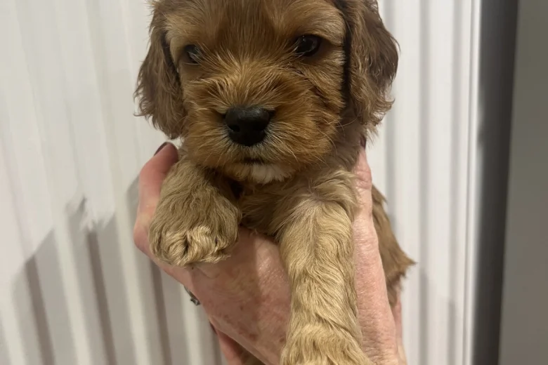 Cavapoo