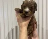 Cavapoo