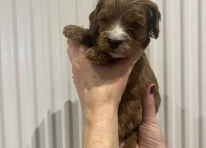 Hazel