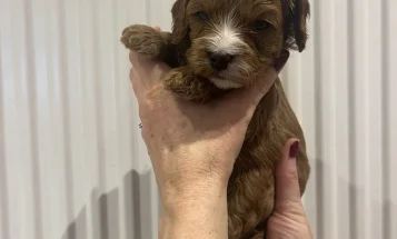 Cavapoo