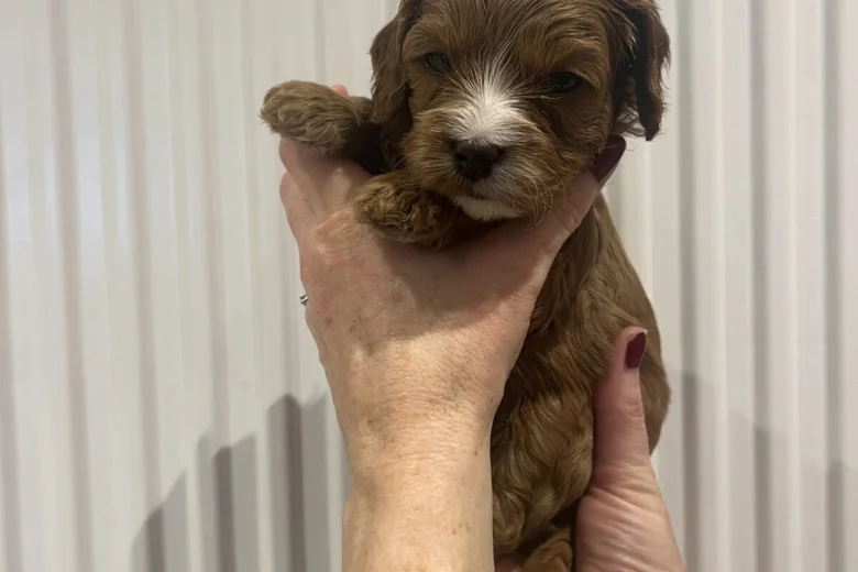 Cavapoo