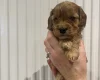Cavapoo