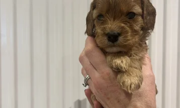 Cavapoo