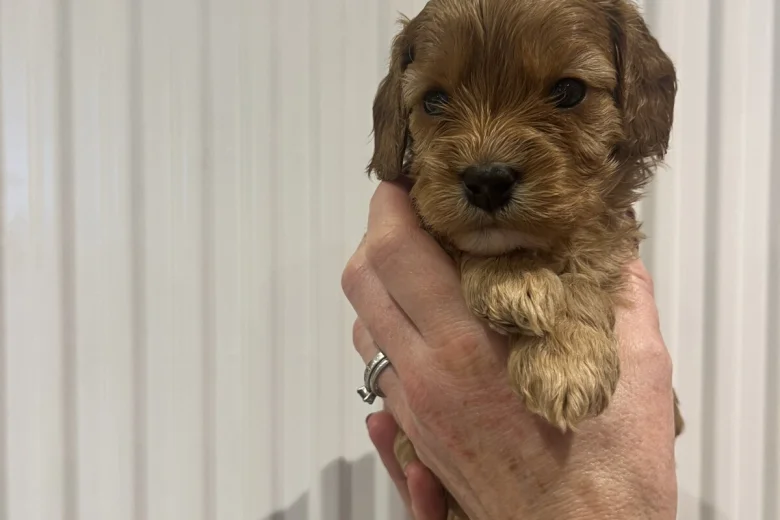 Cavapoo