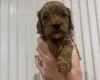 Cavapoo