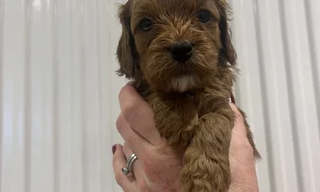 Cavapoo