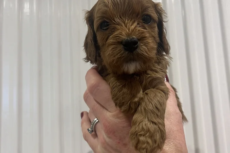Cavapoo