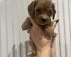 Cavapoo