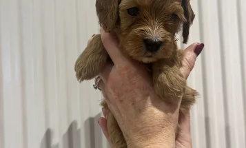 Cavapoo