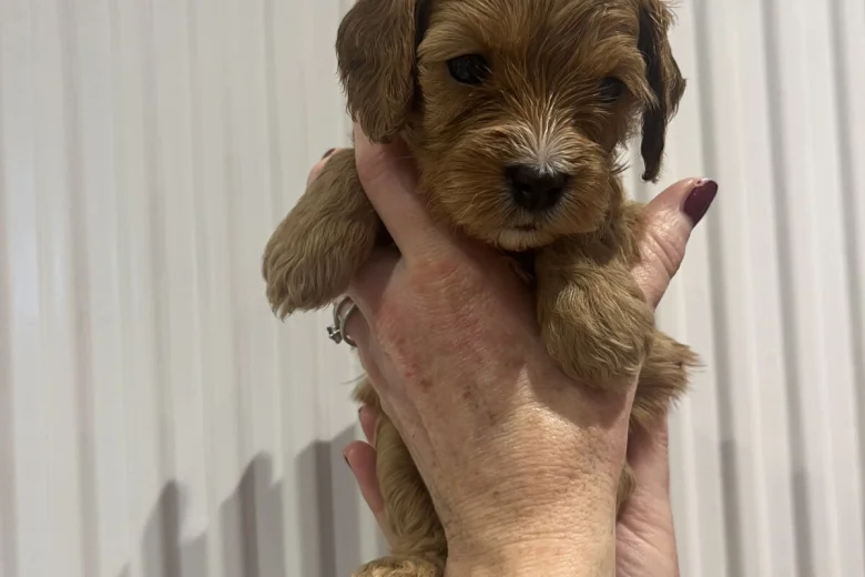 Cavapoo