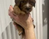 Cavapoo